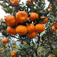 現(xiàn)摘椪柑新鮮水果 精品批發(fā) 新鮮薄皮 當(dāng)季整箱供應(yīng)