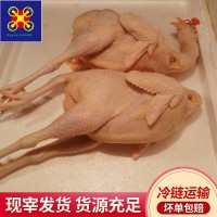 常年文昌雞散養(yǎng)145天開膛凈重2.1-2.8斤以上適用熬湯鹽焗雞白