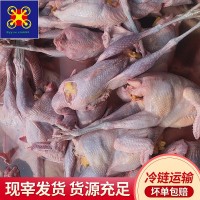 常年供應(yīng)七彩老山雞母雞肉凈重1.5-2斤煲蒸食材