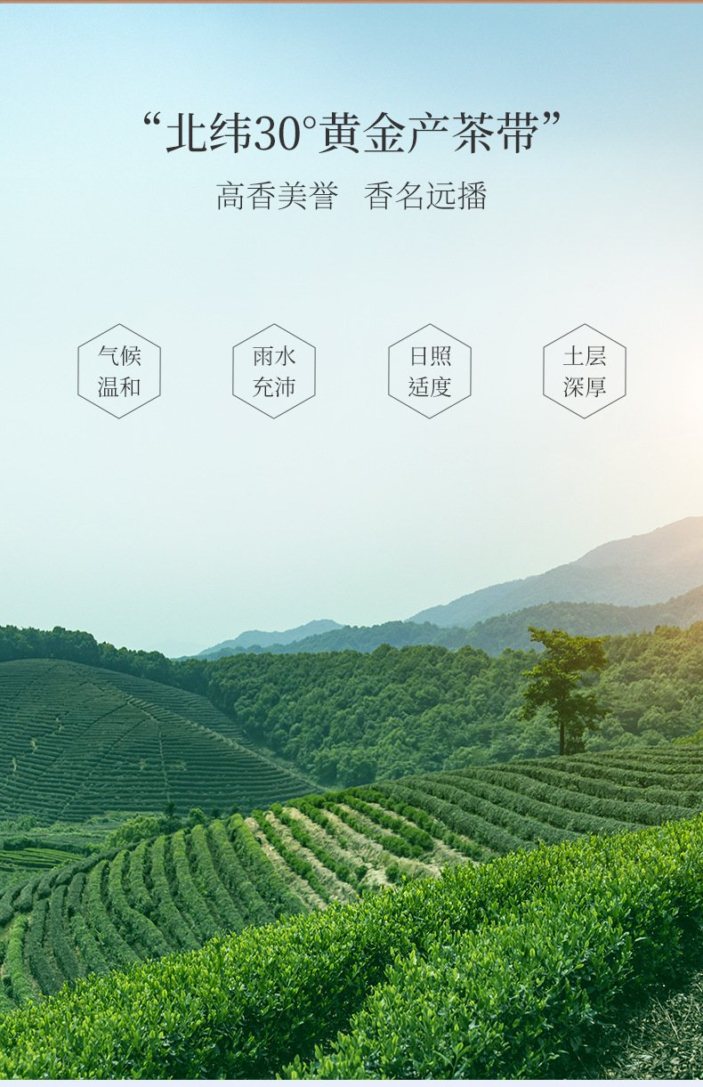 紅茶香螺-阿里_02.jpg