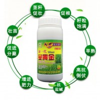 麥黃金小麥抗凍抗旱籽粒飽滿小麥增產葉面肥壯苗抗病