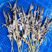 漁之郎 燒烤魷魚(yú)串魷魚(yú)須魷魚(yú)足串 鳳舞串 鐵板燒魷魚(yú)爪35g/38g