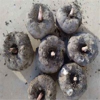 魔芋種子訂購(gòu) 高海拔農(nóng)作物 粉片制作 國(guó)盛農(nóng)產(chǎn)