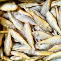 鮮新捕撈速凍黃花魚(yú)新鮮冷凍海捕黃魚(yú)小黃魚(yú)海鮮水產(chǎn)批發(fā)鮮活魚(yú)