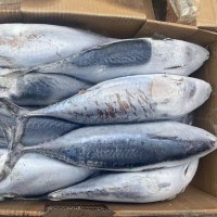 冷凍炸彈魚(yú) 鰹魚(yú) 三點(diǎn)鰹 寵物食品原料 罐頭原料 批發(fā)