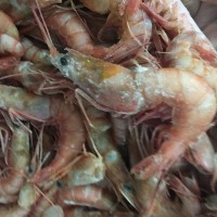 船凍野生東海紅蝦 油爆蝦原料 5公斤包裝 舟山冷凍海產(chǎn)直銷批發(fā)