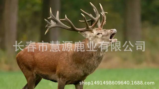 馬鹿0...