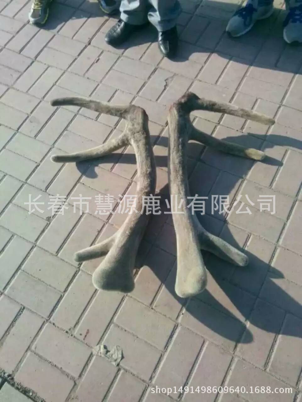 鮮馬鹿茸