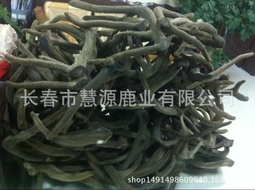 馬鹿茸 (3)