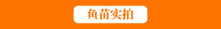 魚苗實拍