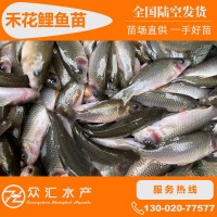 禾花鯉魚苗 烏鯉 禾花魚苗 荷花鯉 放生魚苗 稻田鯉魚苗
