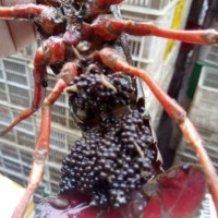 基地直銷 優(yōu)質(zhì)小龍蝦種 蝦苗 淡水蝦苗供應 大龍蝦苗 蝦苗批發(fā)