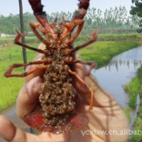 鮮活水產(chǎn)品養(yǎng)殖 宜城大蝦蝦苗、小龍蝦種苗直供