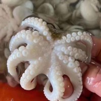 福建東山島 小八爪魚 小章魚 海鮮冷凍水產批發(fā) 食用農產品