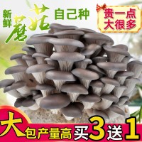 蘑菇種植包家種蘑菇黑平菇菌包新鮮菌棒盆栽食用菌香菇趣味陽臺