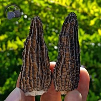 興農(nóng)產(chǎn)品干羊肚菌 散裝 云南羊肚菌 菌菇 干貨山珍黑羊肚菌