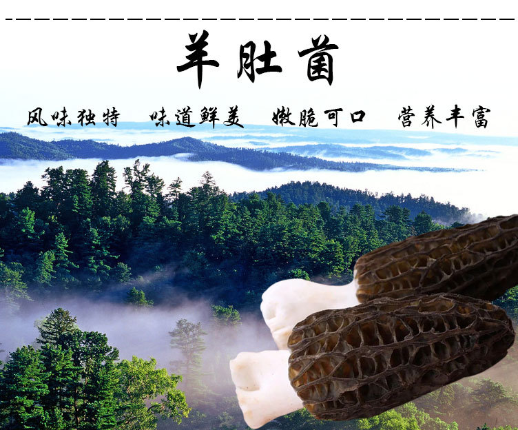 羊肚菌生長環(huán)境