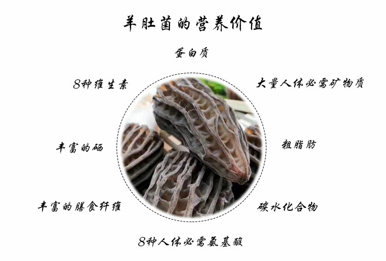 羊肚菌的營養(yǎng)價(jià)值