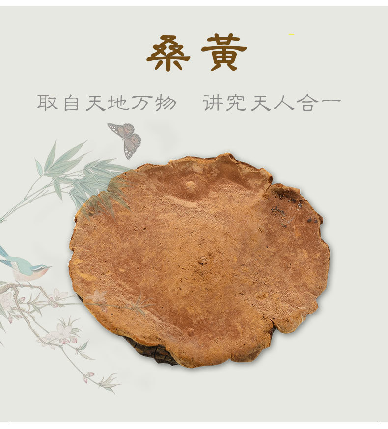 天音閣桑黃_05.jpg