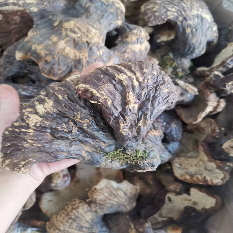 松杉靈芝3