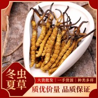 冬蟲夏草批發(fā) 西藏那曲冬蟲夏草 蟲草批發(fā)中藥材源頭貨源凍干蟲草