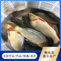鯉魚苗 魚塘養(yǎng)殖專用 魚產(chǎn)業(yè)基地專供 優(yōu)質(zhì)水產(chǎn) 品種多樣