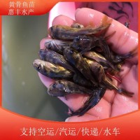 各類活魚苗 存活率高 抗病能力強 品質(zhì)優(yōu)良 能適應(yīng)各種環(huán)境