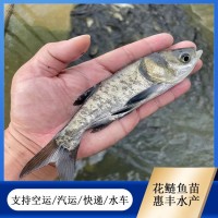 花鰱魚(yú)苗 活魚(yú)苗種類(lèi)豐富 易養(yǎng)活 體積大 淡水活體大量供應(yīng)