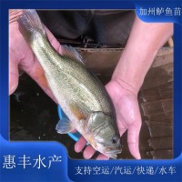 優(yōu)鱸一號(hào)魚(yú)苗 人工飼料養(yǎng)殖 產(chǎn)量大 養(yǎng)殖周期短 活動(dòng)范圍小