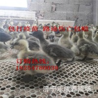 廠家直供朗德鵝苗批發(fā) 三花鵝皖西鵝苗 大白鯊鵝苗活體禽苗