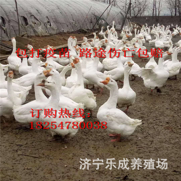 微信圖片_2020061922343433.jpg