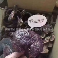大別山靈芝赤靈芝霍山靈芝霍山赤芝石斛特產(chǎn)名貴中藥材禮品