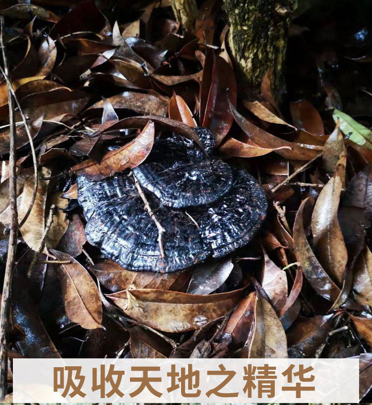 黑靈芝-詳情_10