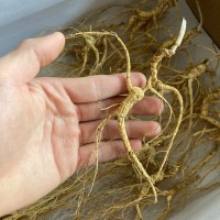 長(zhǎng)白山人參 15年林下山參 干人參林下籽參