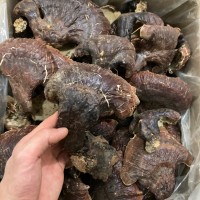 長白山靈芝 野外生長靈芝 非種植靈芝林下靈芝菌味濃不苦500克