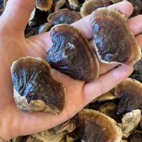批發(fā)金邊靈芝 長(zhǎng)白山靈芝  整支靈芝500克/件 林芝切片一斤