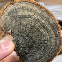 產(chǎn)地貨源桑黃散裝批發(fā)銷售桑樹(shù)桑黃靈芝可切片傳統(tǒng)中藥材
