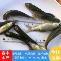 淡水人工養(yǎng)殖 草鯇魚苗 草魚苗 可活體運輸-春豐水產(chǎn)