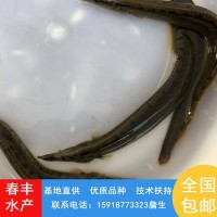 刺鰍魚苗 易成活3-8公分泥鰍魚苗 抗病害淡水鋼鰍苗刀鰍供應(yīng)