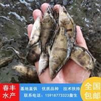 翹嘴鱖魚苗 高密度養(yǎng)殖桂花魚苗基地 指導(dǎo)技術(shù)提供