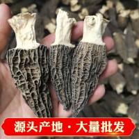 產(chǎn)地專業(yè)批發(fā)七彩菌湯包250g羊肚菌帶柄4公分以上 干貨人工養(yǎng)殖叢