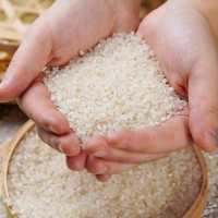 一級海安香米 口感軟糯氣味清香大米 廠家供應量大從優(yōu)