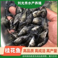 翹嘴桂花魚翹嘴魚 桂魚苗及成品魚 鱖魚苗 漁場基地供應(yīng)