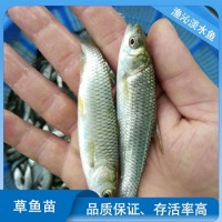 草魚苗 魚 苗批發(fā)基地直發(fā) 易養(yǎng)生長快 提供專業(yè)技術(shù)支持