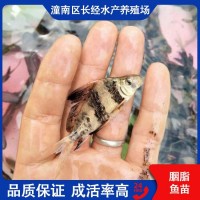 一帆風順魚苗 胭脂 淡水環(huán)境人工養(yǎng)殖 基地直供 食品工藝鮮活水產