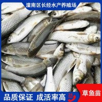 草魚苗 批發(fā) 人工淡水養(yǎng)殖 產量高 提供專業(yè)技術指導