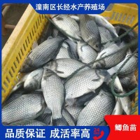 漁場直供 鯽魚苗 活體魚苗淡水養(yǎng)殖 抗病力強 可批發(fā)提供技術指導