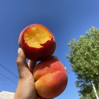 【湖北露天黃金蜜黃桃蜜桃】湖北老樹(shù)蜜桃非血桃5斤新鮮水果代發(fā)