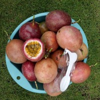 5斤包郵廣西百香果 新鮮現(xiàn)摘大百香果 酸甜西番蓮 禮品百香果