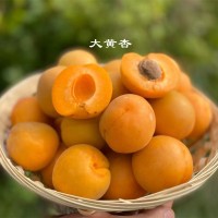 【陜西金太陽(yáng)頭茬大黃杏】 農(nóng)家種植酸甜爽口孕婦新鮮水果5斤代發(fā)